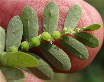 Phyllanthus amarus